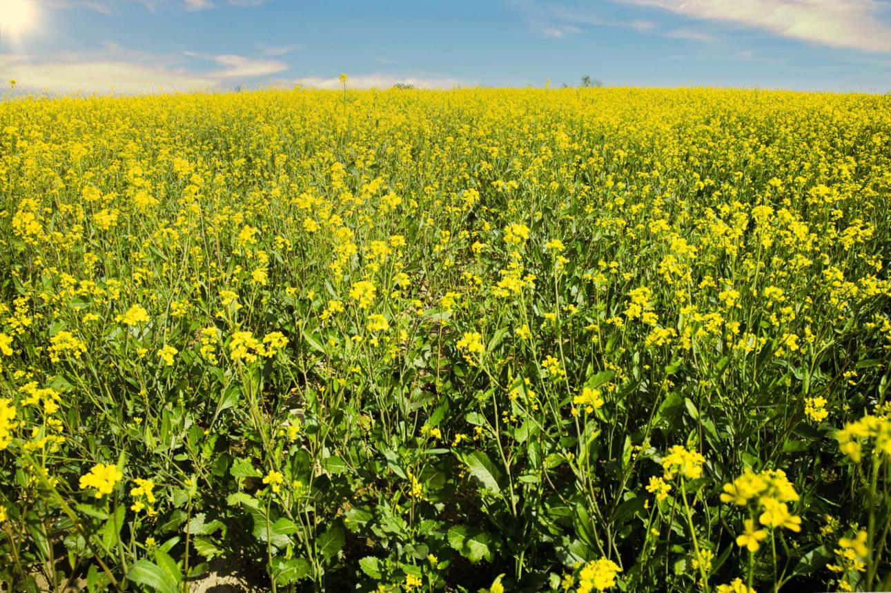 Golden mustard flower fields stretching to the horizon under blue sky